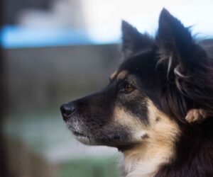 black and tan german shepherd