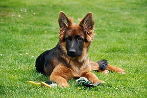 German Shepherd Puppy