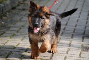 Free German Shepherd Puppies