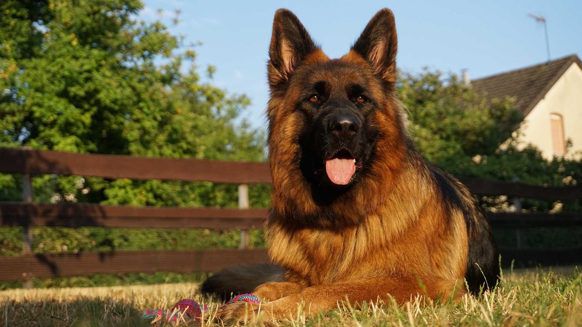 Pedigree German Shepherd