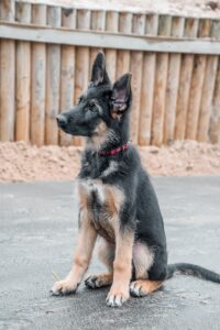 black and tan german shepherd sitting on gray concrete floor during daytime