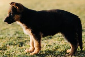 a small dog standing on top of a lush green field