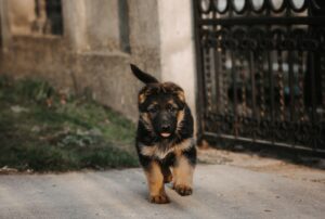 German Shepherd Puppies: Integration, announcements, sales, breeders