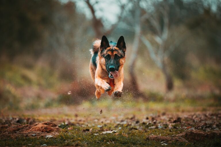 The German Shepherd dog running through a field with trees in the background