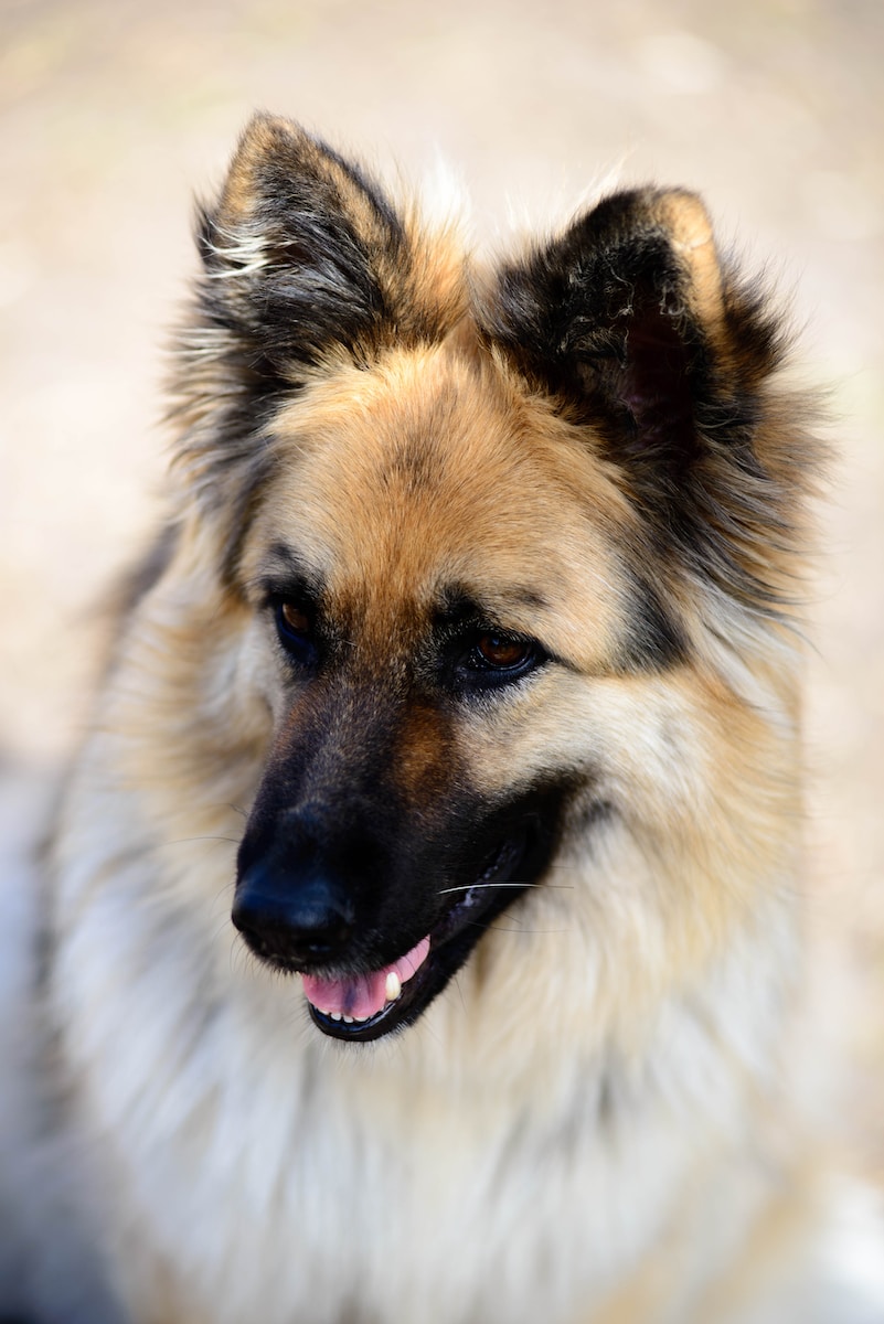 White German Shepherd