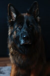 black and tan Belgian dog