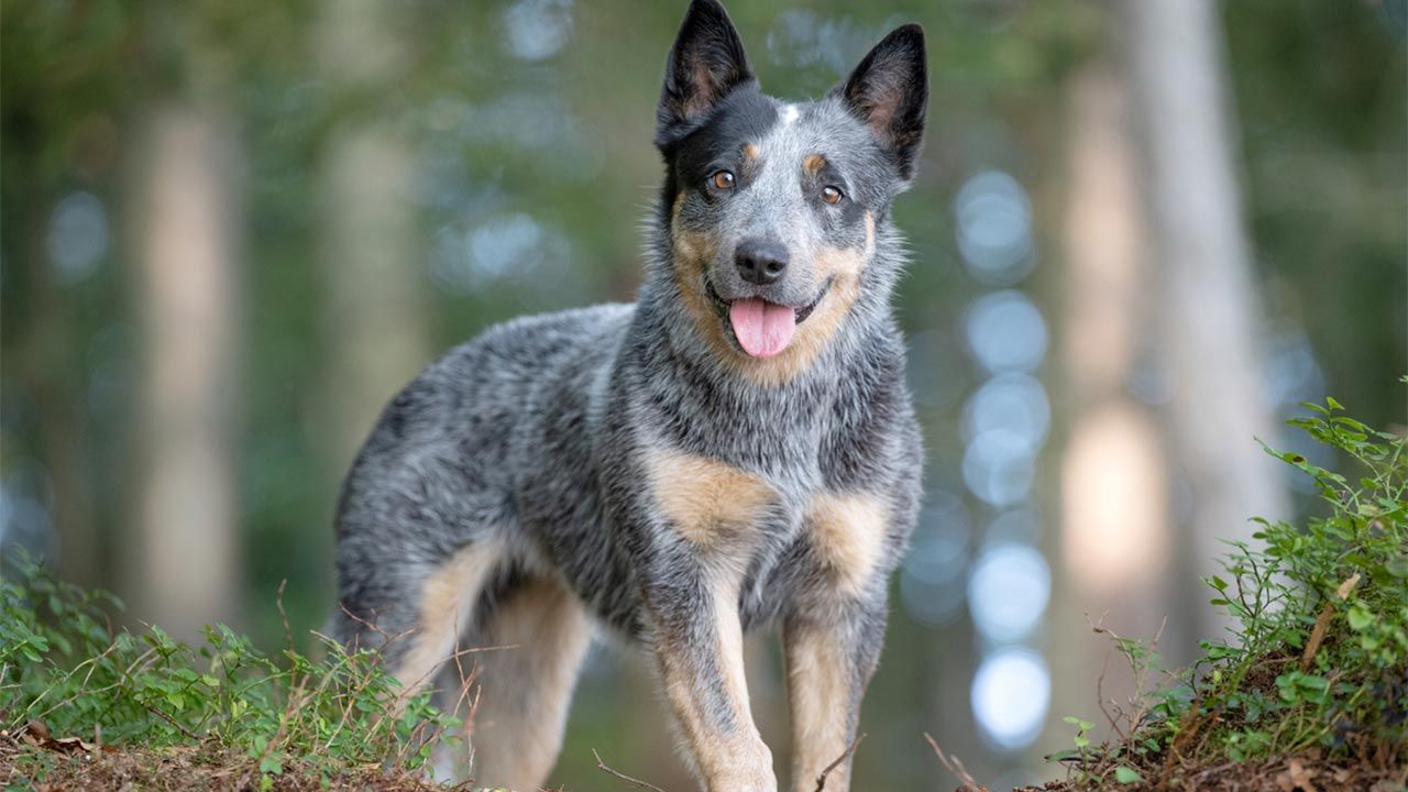 Australian German Shepherd