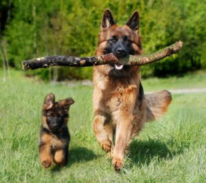 German Shepherd month by month: complete development, feeding and training guide
