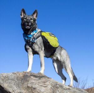 Working German Shepherd: Versatility and Resilience in a Single Breed