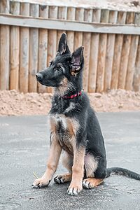 Cachorro pastor alemán