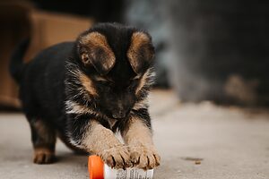 a puppy playing with a toy on the floor