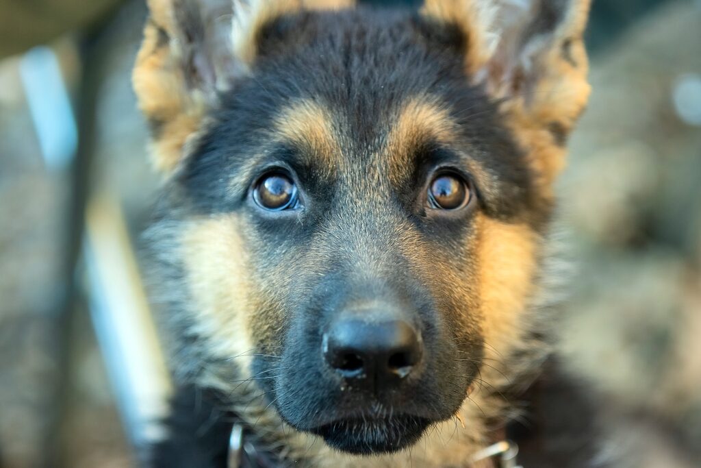 a close up of a dog looking at the camera