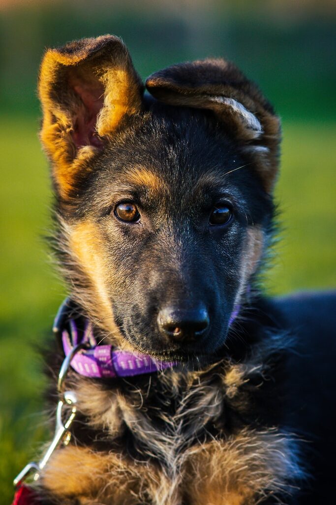 a close up of a dog on a leash