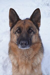brown and black german shepherd on snow covered ground