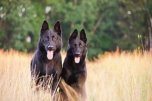 two black wolf dogs on grass