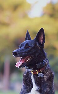black short coat dog with brown and black collar