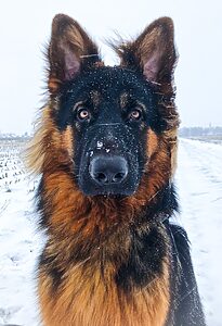 black and tan german shepherd on snow covered ground