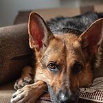 selective focus photography of lying short-coated black and tan dog