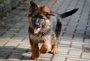 Cachorros pastor alemán gratis: ¡Consigue tu nuevo compañero de vida!