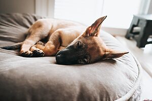 Mejores camas y casetas para perros