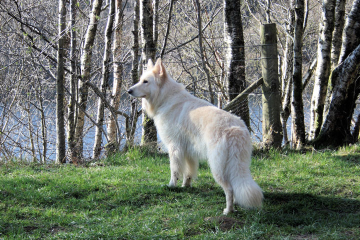 White German Shepherd