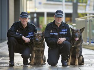 Working German Shepherd - Police