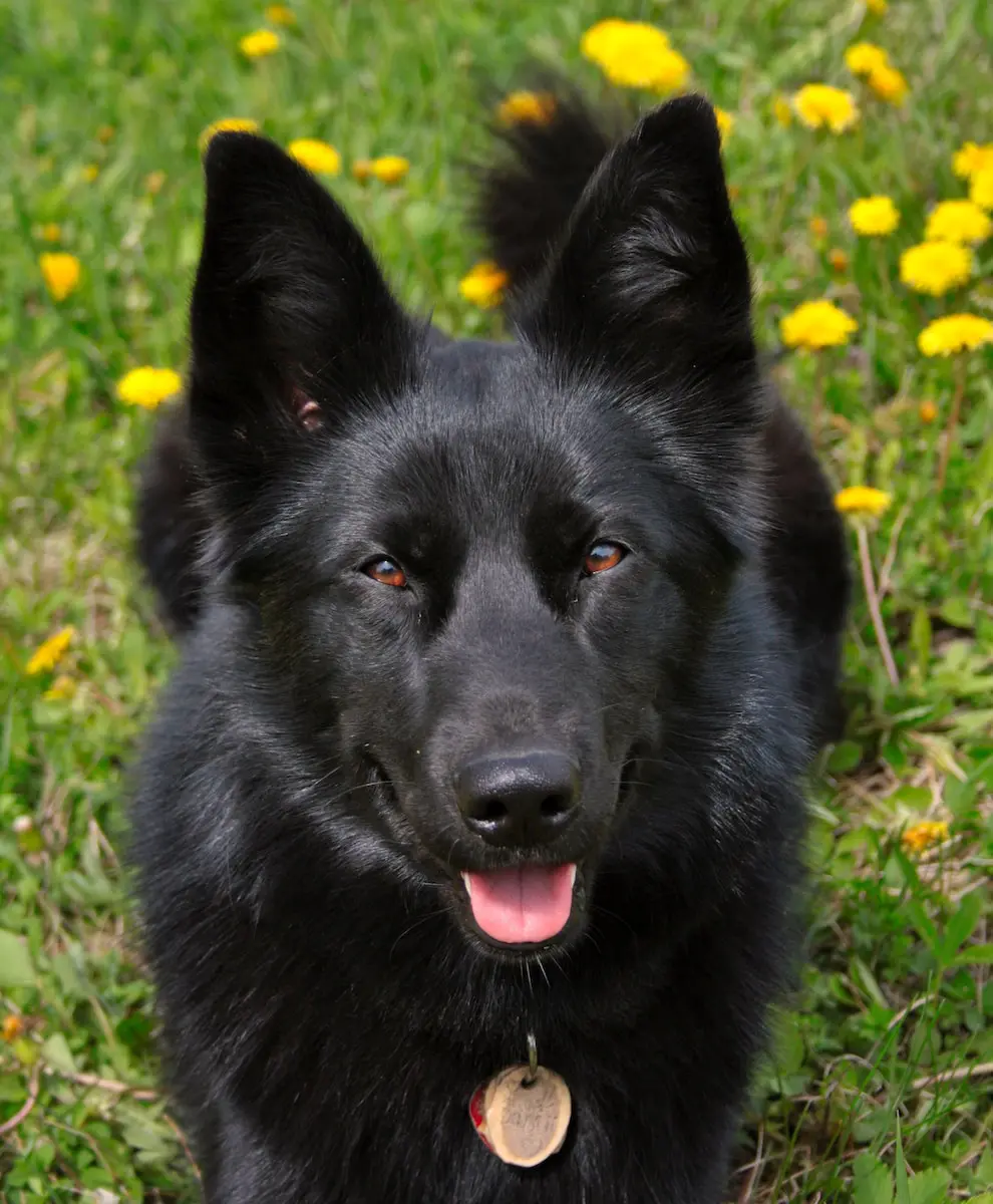 Perros de pelo negro: cuidados especiales