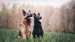 5 Problemas de comportamiento de perros y cómo solucionar los más comunes